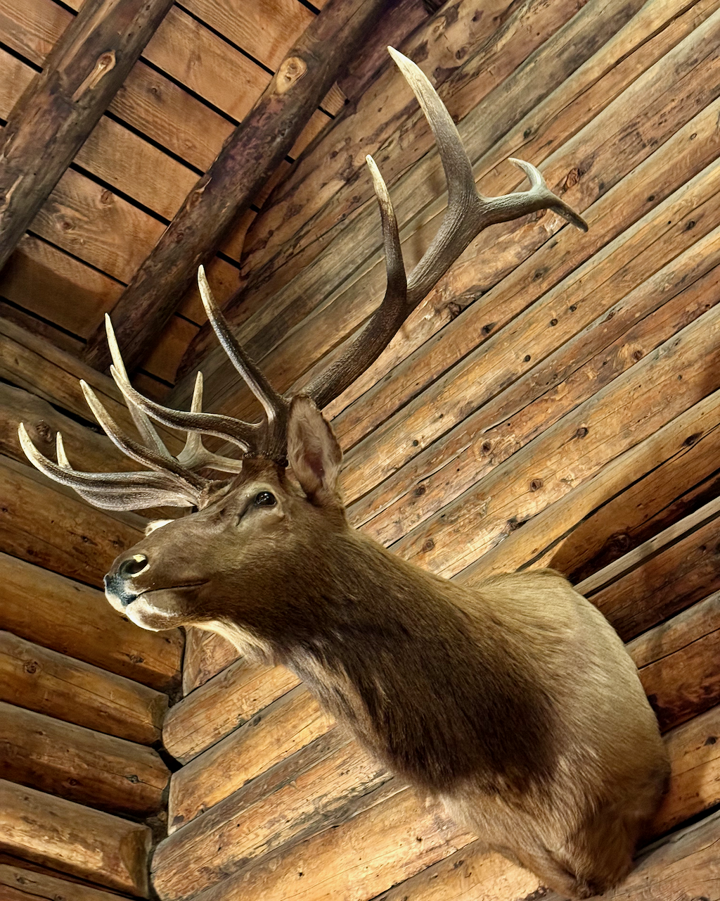 Taxidermy elk head mounted on a wooden wall in a hunting cabin